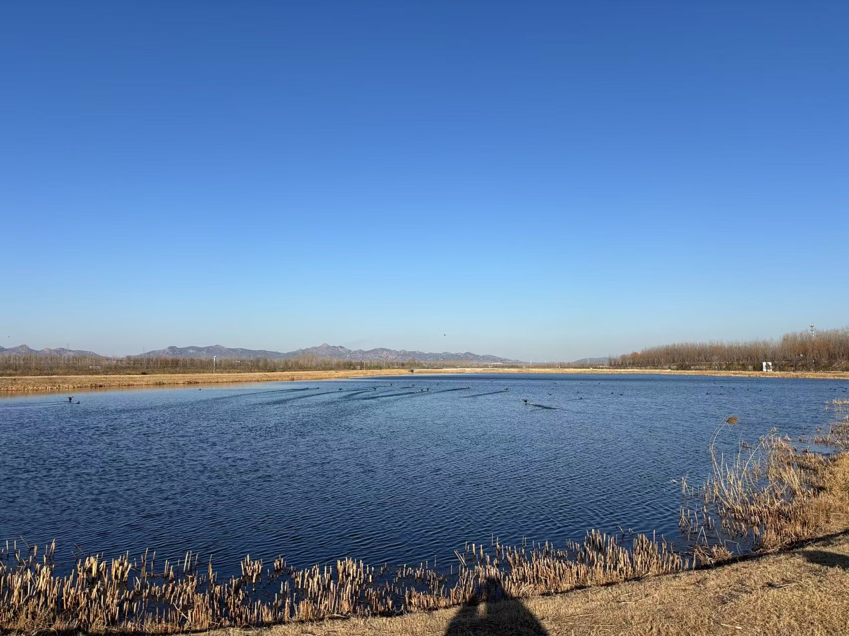 泗水县第二污水处理厂人工湿地